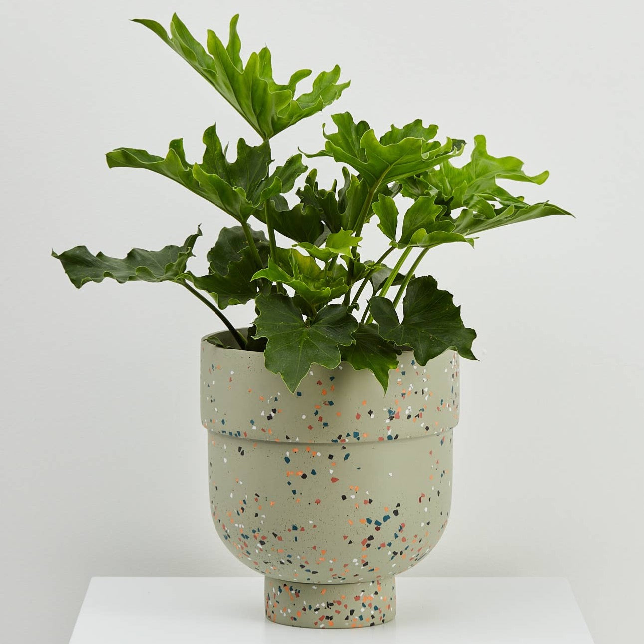 Modern funnel shaped planter in agave green terrazzo. Designed for medium sized indoor plants. Come with drainage hole and tray.