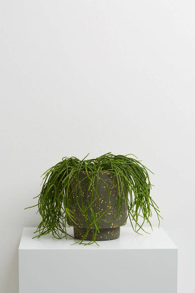 Terrazzo Banjo Planter | Agave