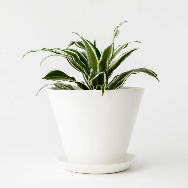 Minimal Ceramic Planter | Ivory Medium