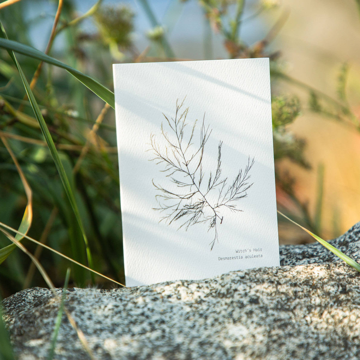 Witch's Hair Seaweed | Blank Card with Envelope – Material Wit