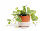 4.5" Cylinder Pot with Water Saucer | Textured Forest