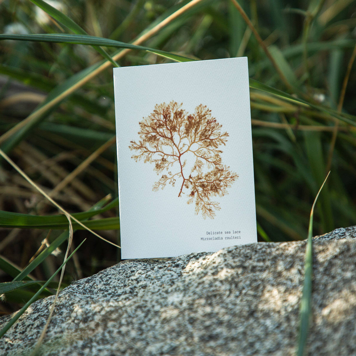 Delicate Sea Lace Seaweed | Blank Card with Envelope – Material Wit